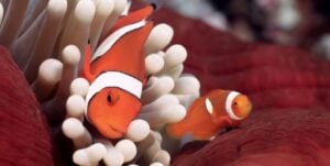 Great Barrier Reef Sustainability for Kids NEMO