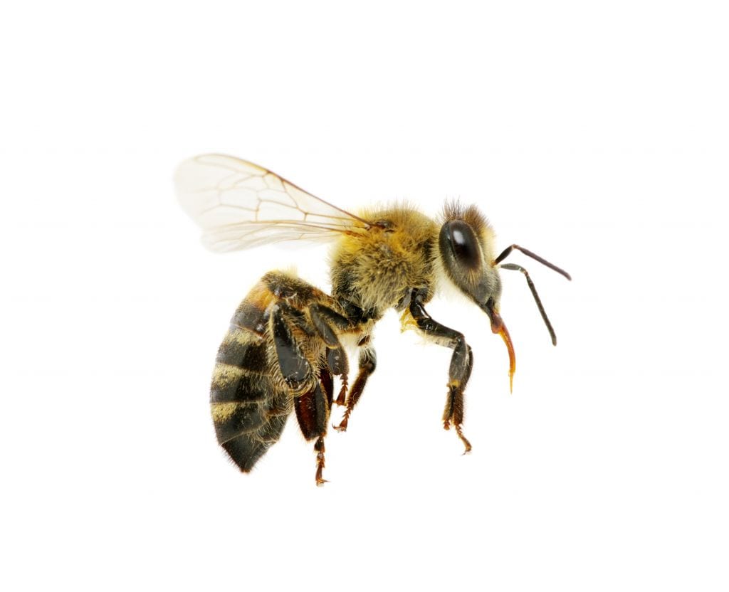 How to treat bee wasp stings