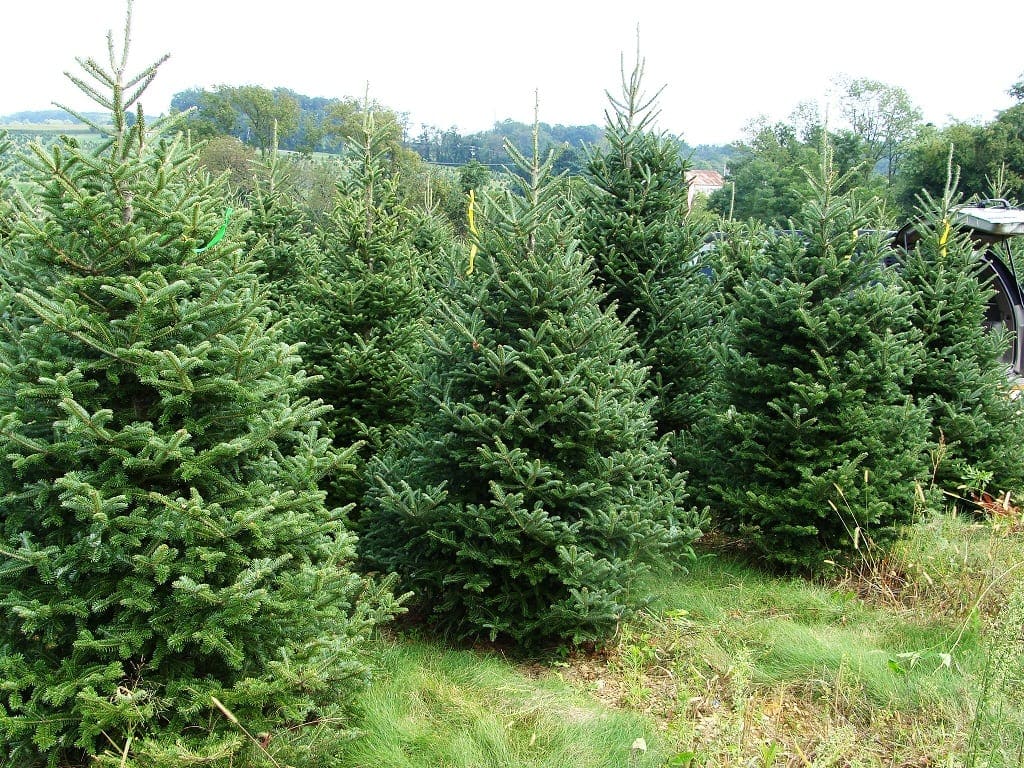 Where to Get Real Christmas Trees Brisbane | Families Magazine