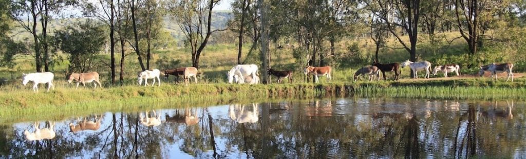 Donkey farm stays near brisbane