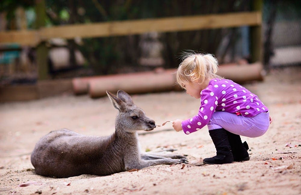 australia day with kids kangaroo at Australia Zoo