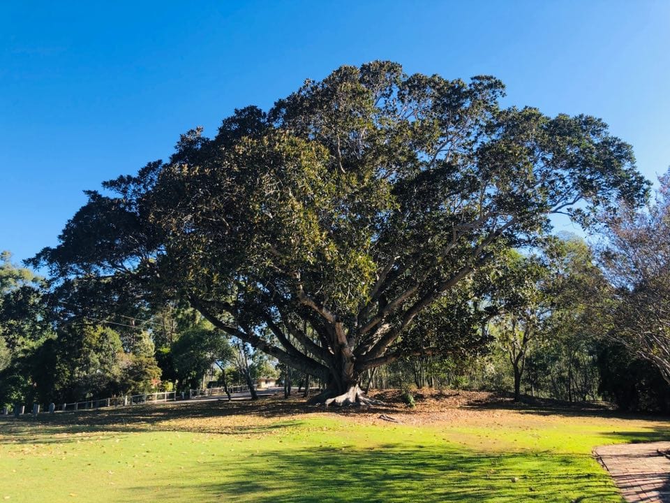 Kholo Botanical Garden climbing trees