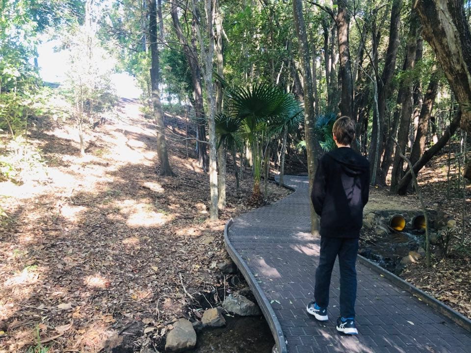 Fern Tree Lane at Kholo Botanical Gardens