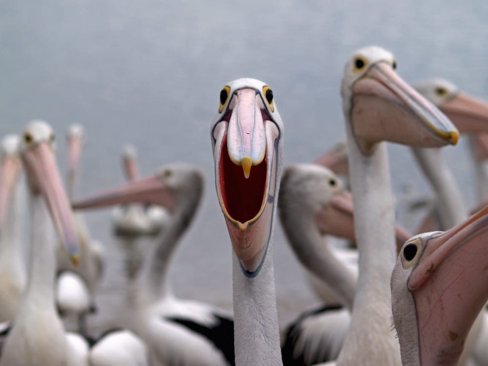 Pelican Feeding Gold Coast 