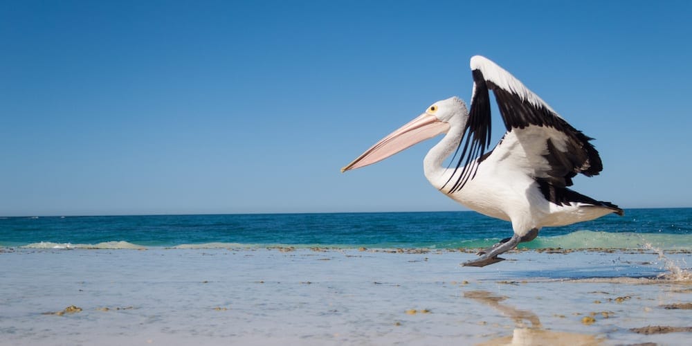 Pelican Feeding Gold Coast