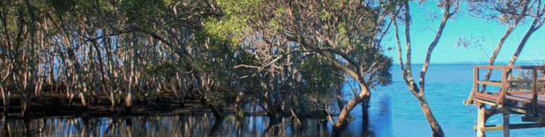 Things To Do With the Kids in Wynnum Mangrove Boardwalk