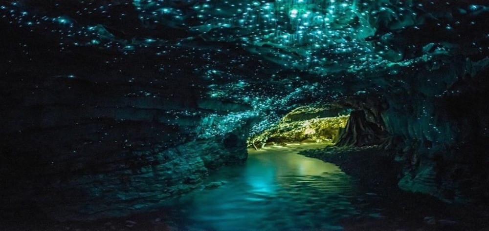 glow worm caves tour gold coast