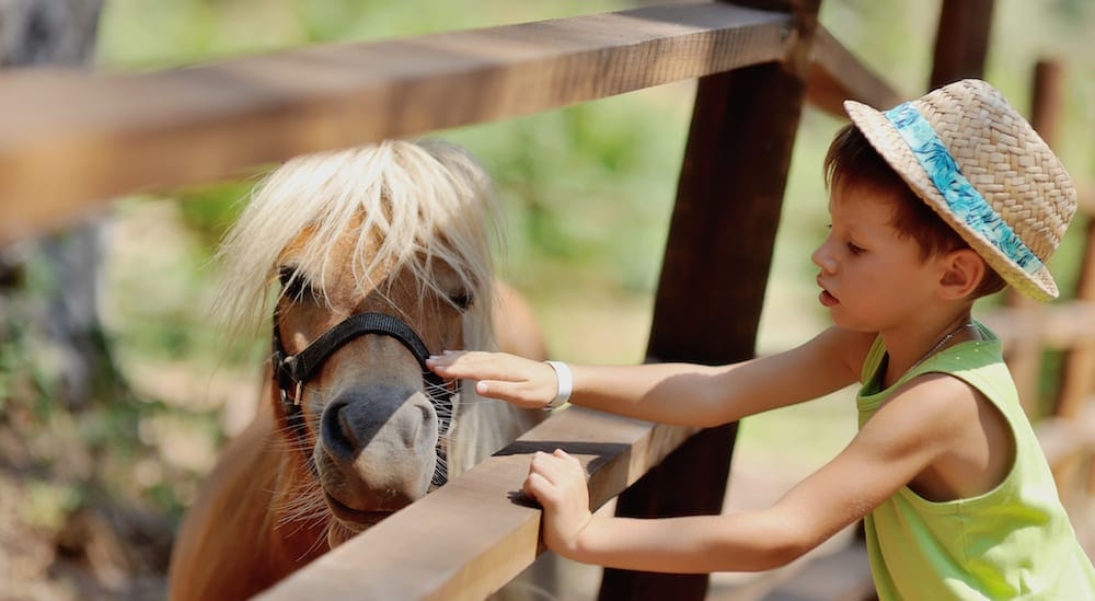 Horse riding gold coast byron bay 3 1000x550