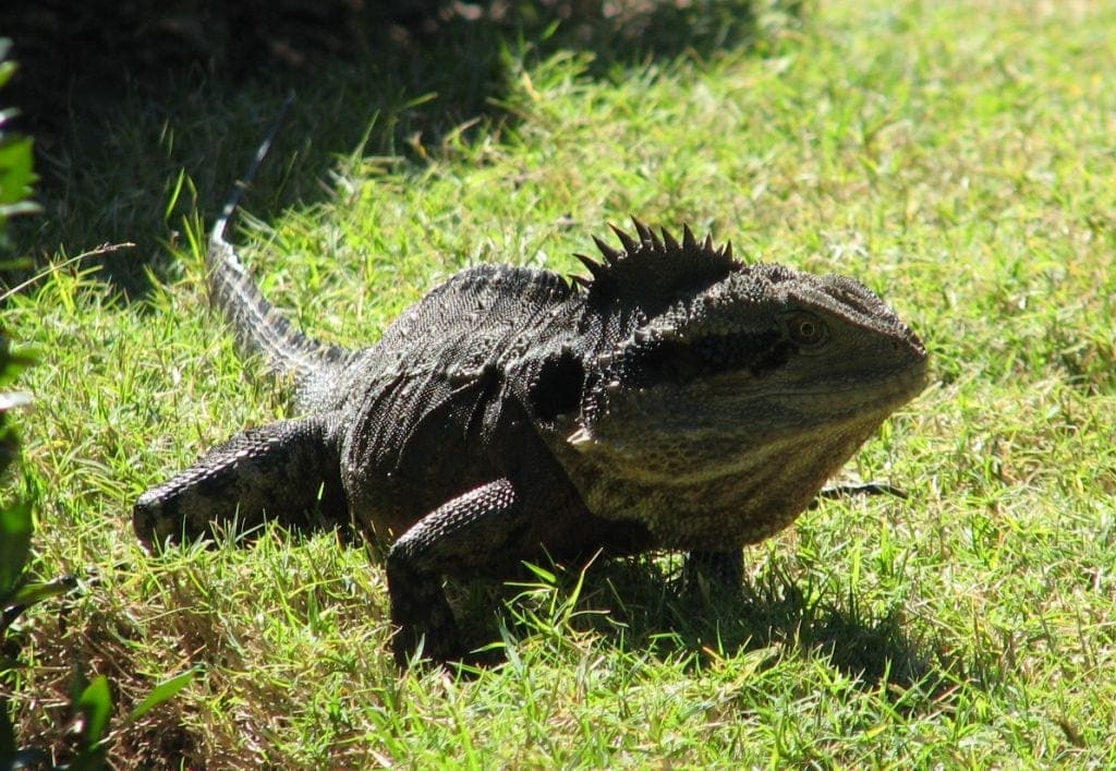 Kedron Brook Bike Path - Water Dragon