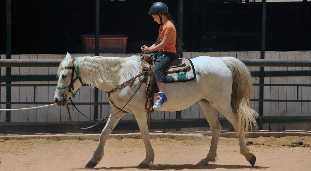 Horse riding gold coast byron bay 2 1000x550