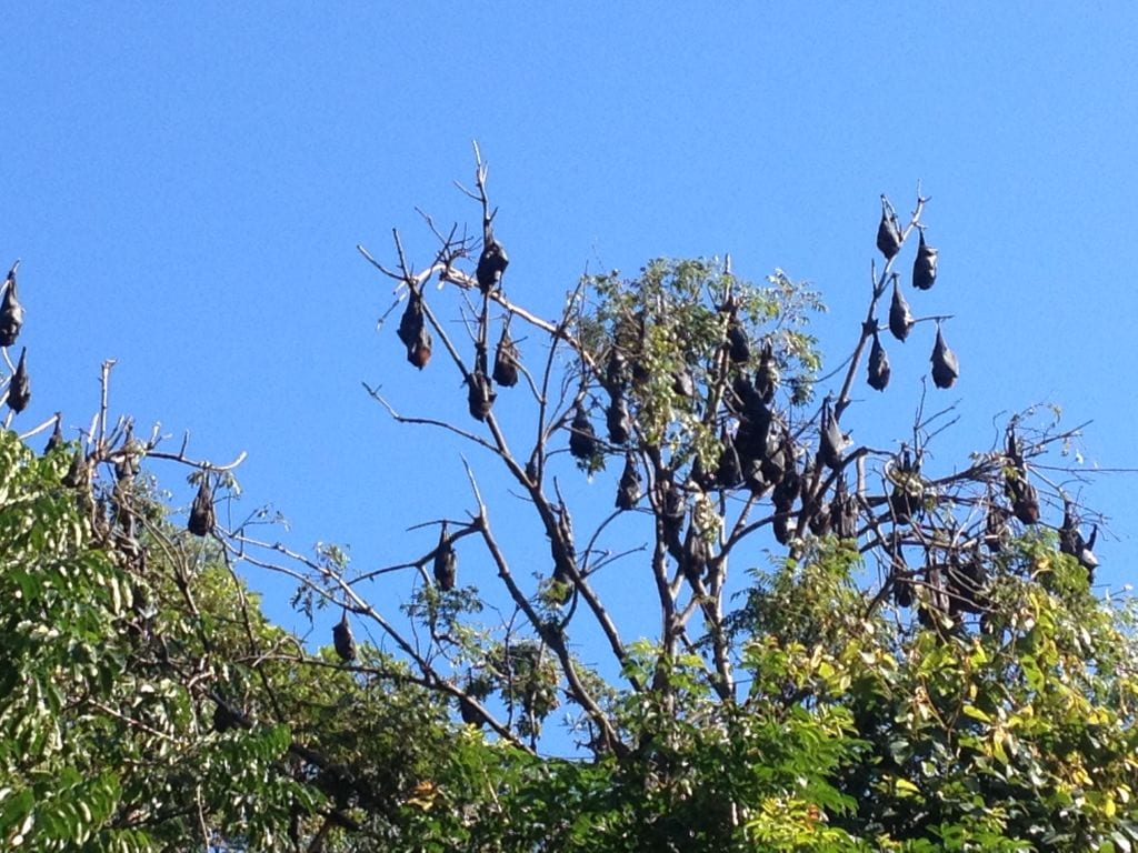 What’s Cooking in the Gardens? Bats