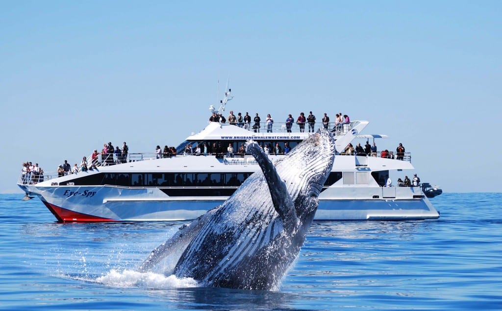 Eye Spy and whale breach - Brisbane whale watching competition families magazine