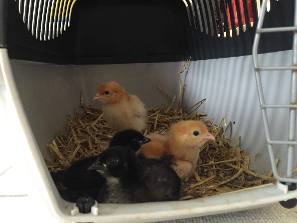 backyard chickens - baby chicks cage