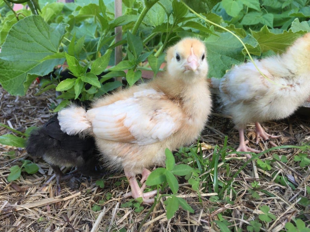 baby chicks or backyard chickens