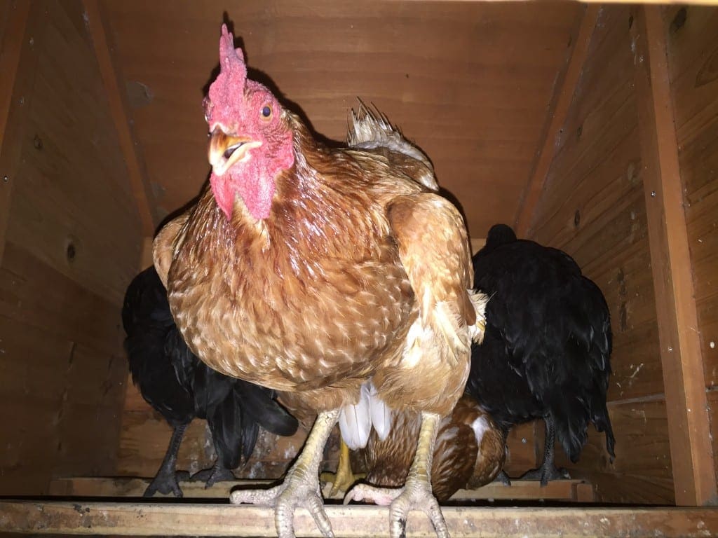 backyard chickens roosting at ngiht