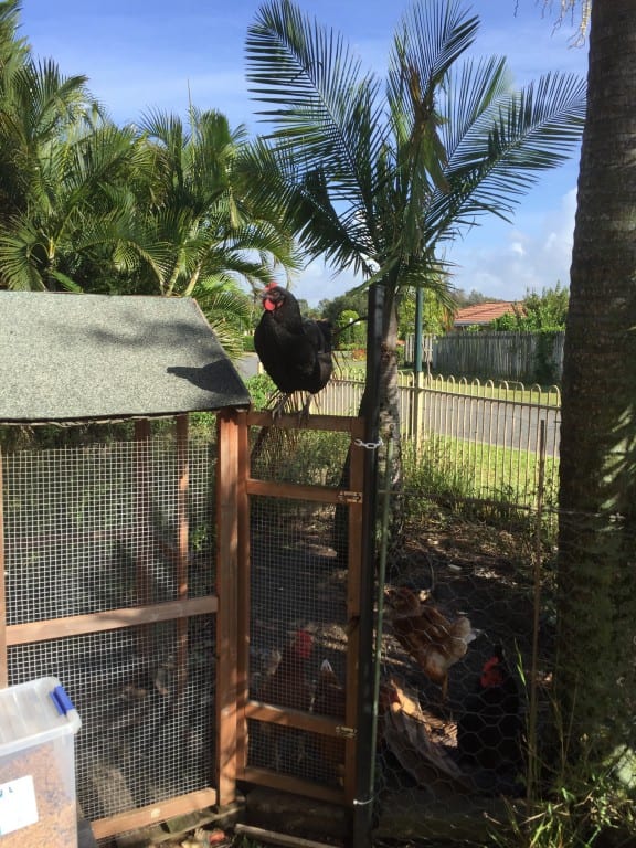 backyard chickens - clipping their wings