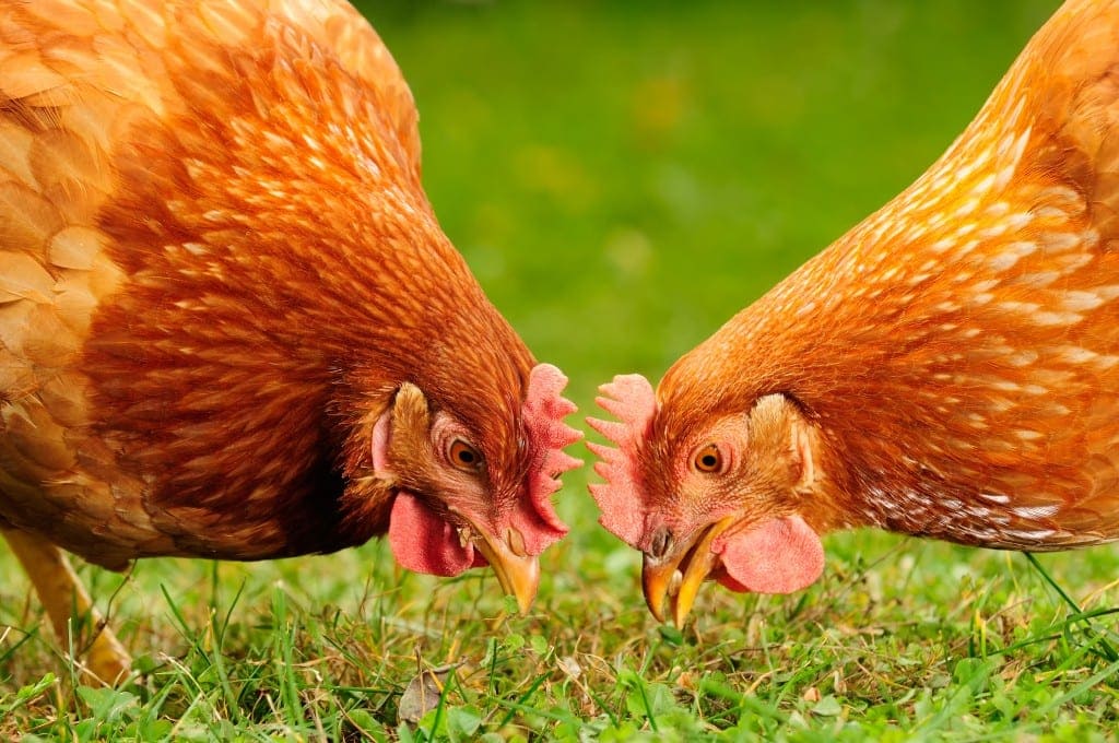 sustainability for kids chickens