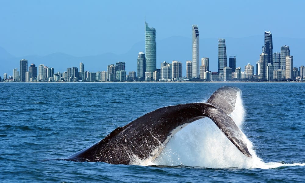 Whale Spotting Gold Coast - The tail of a Humpback Whale (Megaptera novaeangliae) rise above the water against Surfers Paradise skyline in Gold Coast Queensland Australia