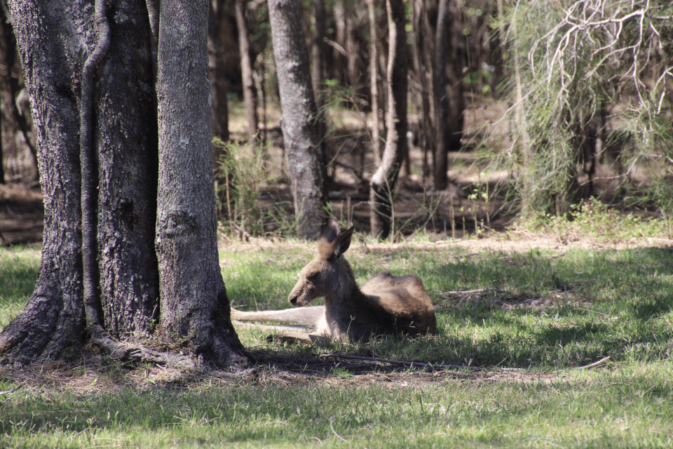 Hidden Gem of the Gold Coast for Kids – Coombabah Lakelands Conservation Area