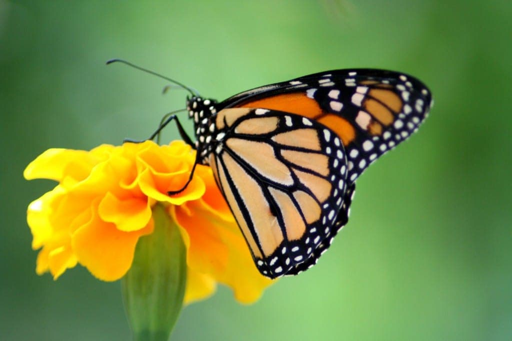 Where to see Butterflies