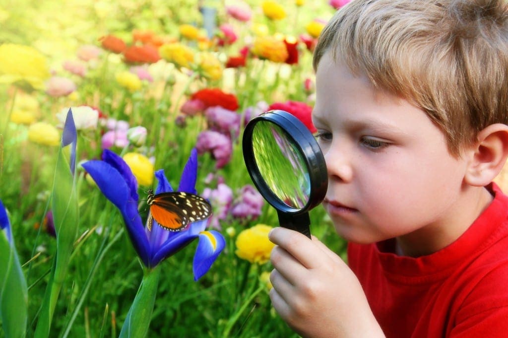 school holiday activites for animal lovers - Butterflies around Brisbane