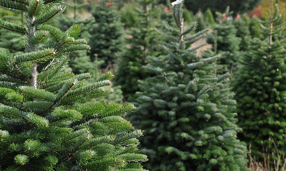 Where to buy a real christmas tree gold coast Close up of a Christmas tree farm in Oregon.