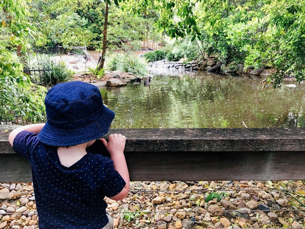 places to take overseas visitors ipswich zoo