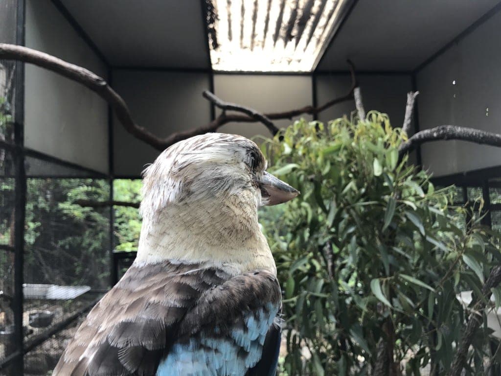 Lone Pine Koala Sanctuary