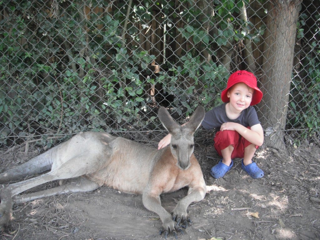 Lone Pine Koala Sanctuary - free and cheap australia zoo tickets