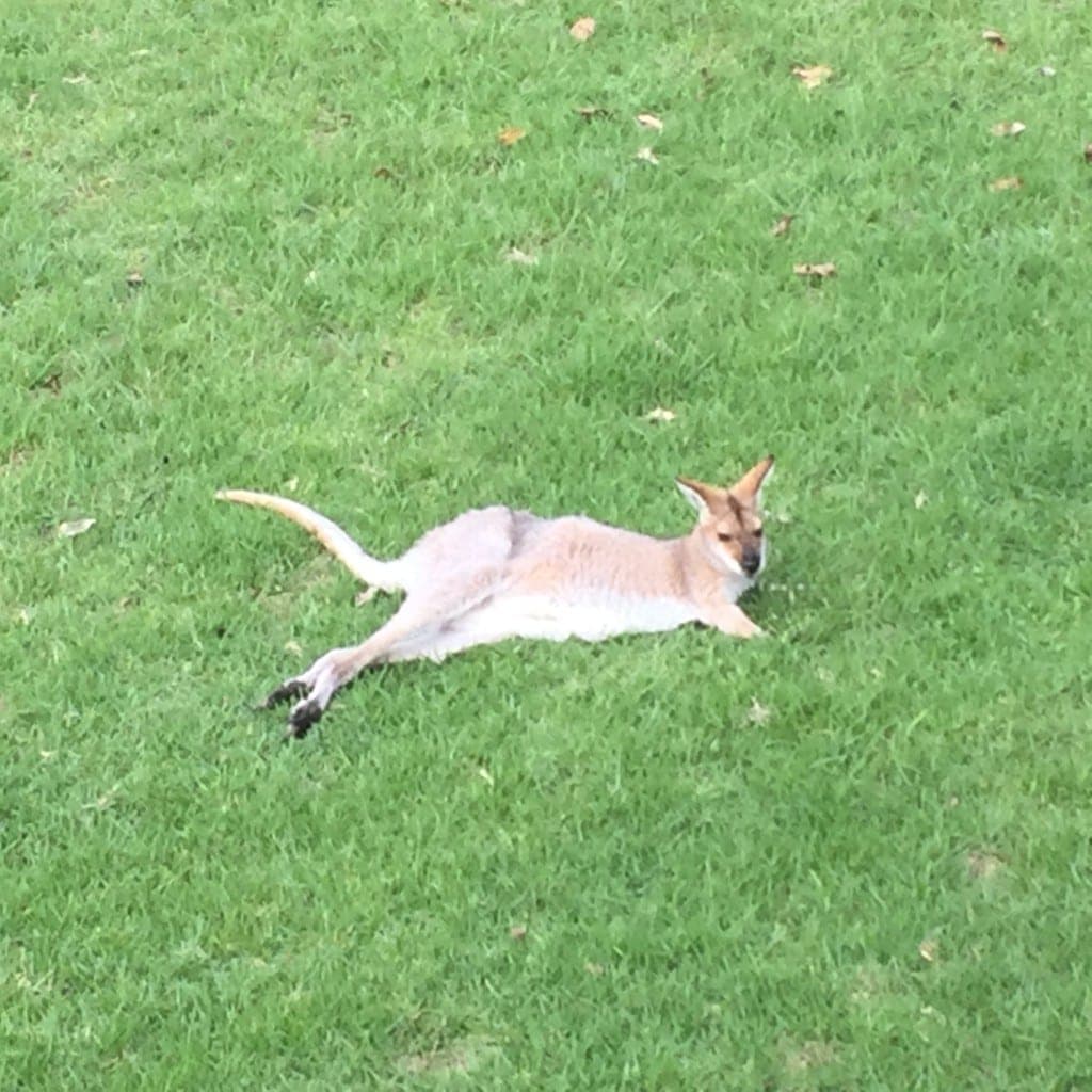 Things to do at the Bunya Mountains