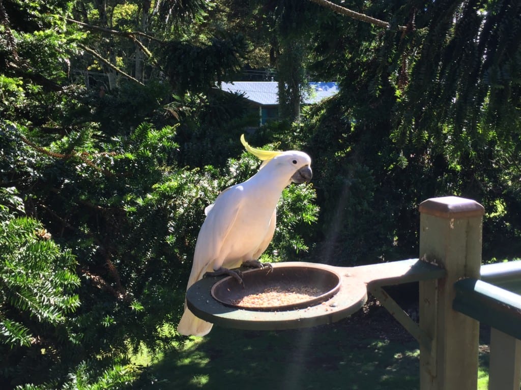 Things to do at the Bunya Mountains