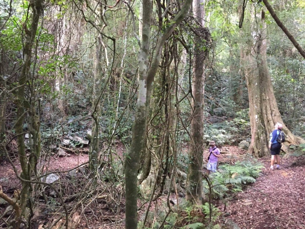 Things to do at the Bunya Mountains