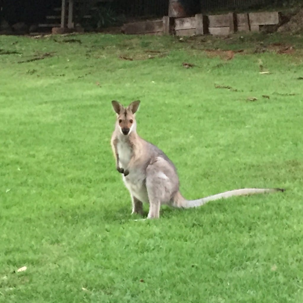 Things to do at the Bunya Mountains