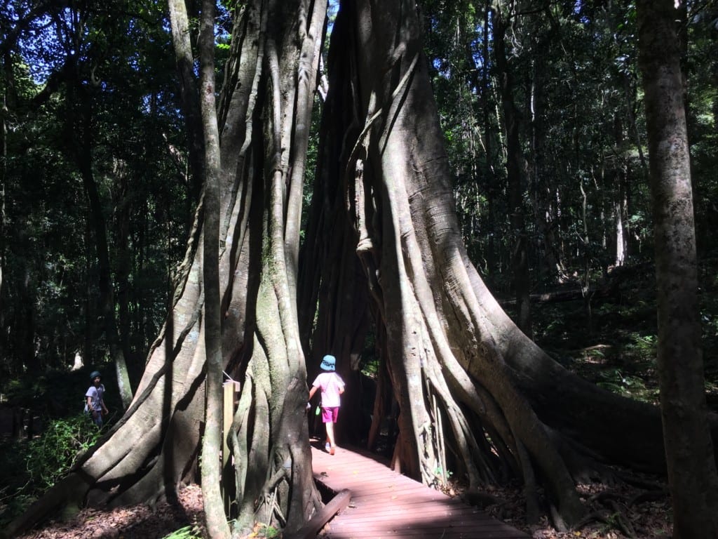 Things to do at the Bunya Mountains