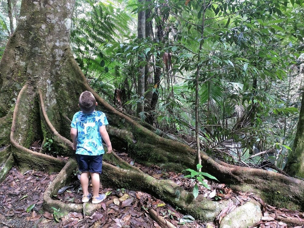 Cougal Cascades little boy staring up at rainforest tree