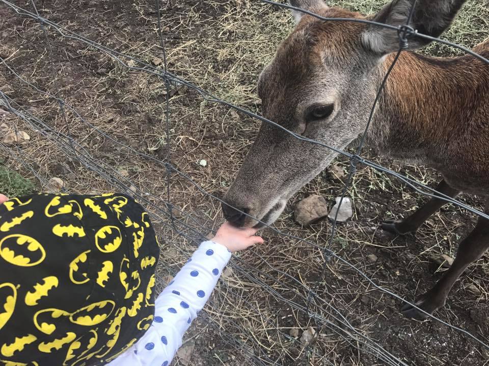 Darling Downs Zoo child feeding deer