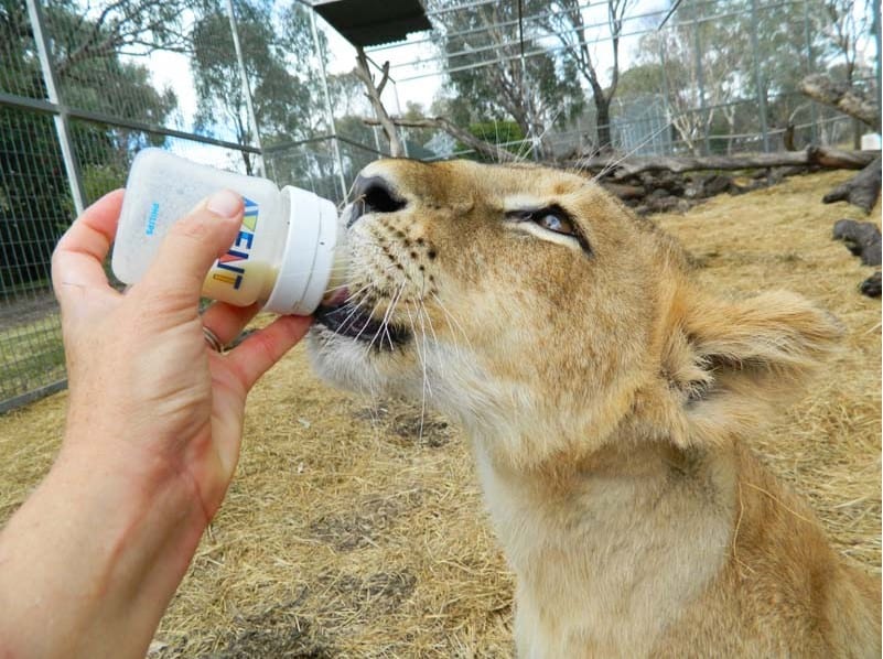 Darling Downs Zoo lion