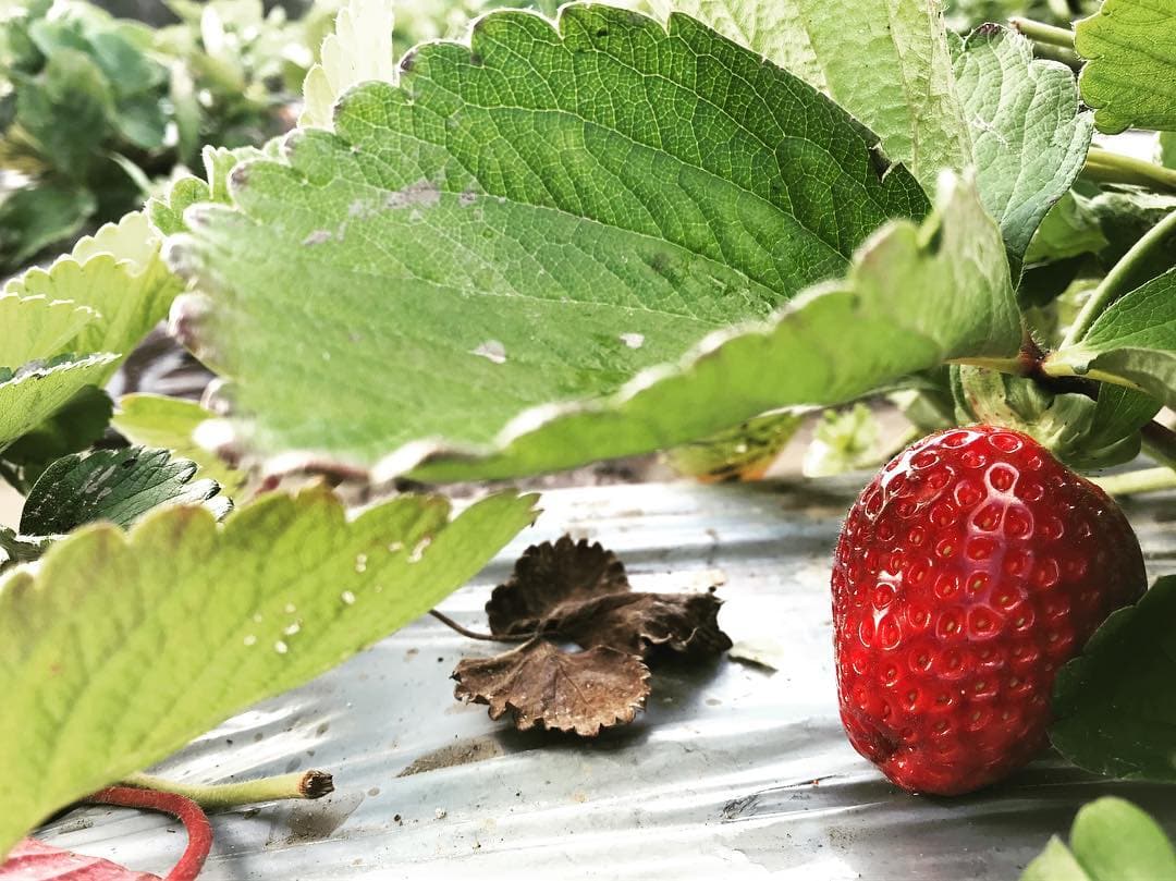 Strawberry picking Sunshine Coast - a picture of a juice strawberry 