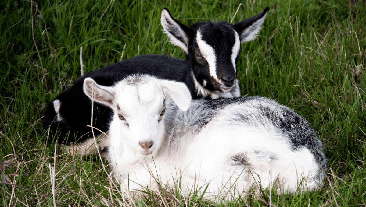 Miniature Goats