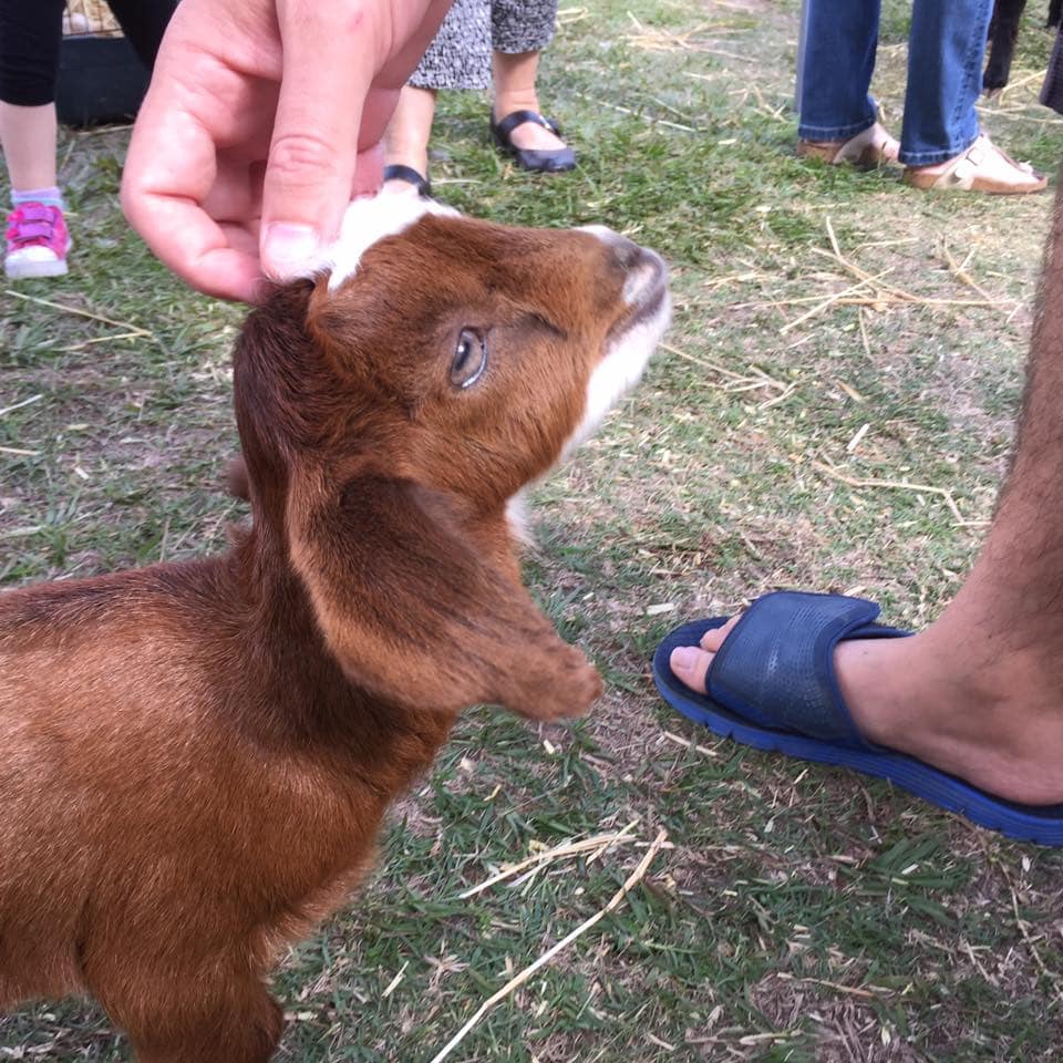 Miniature goats