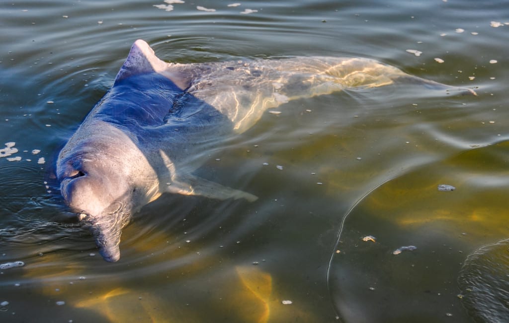 Tin can bay dolphins