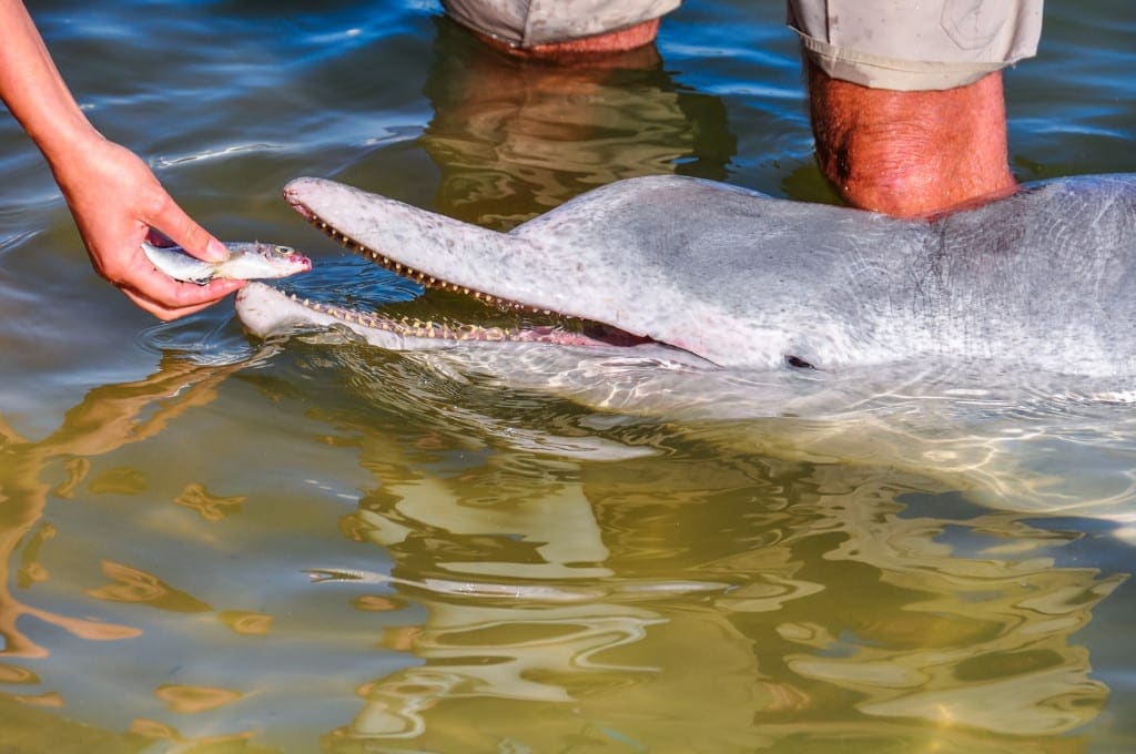 Tin Can Bay dolphins feeding How to turn 20 days of annual leave into 8 family holidays