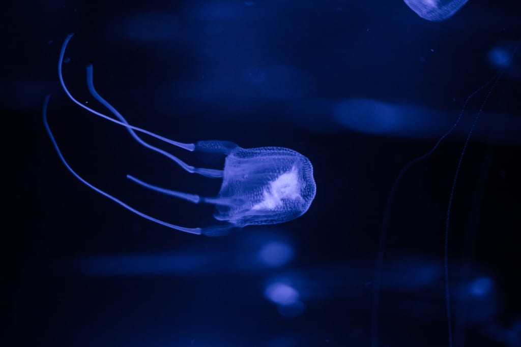 deadliest animals box jellyfish