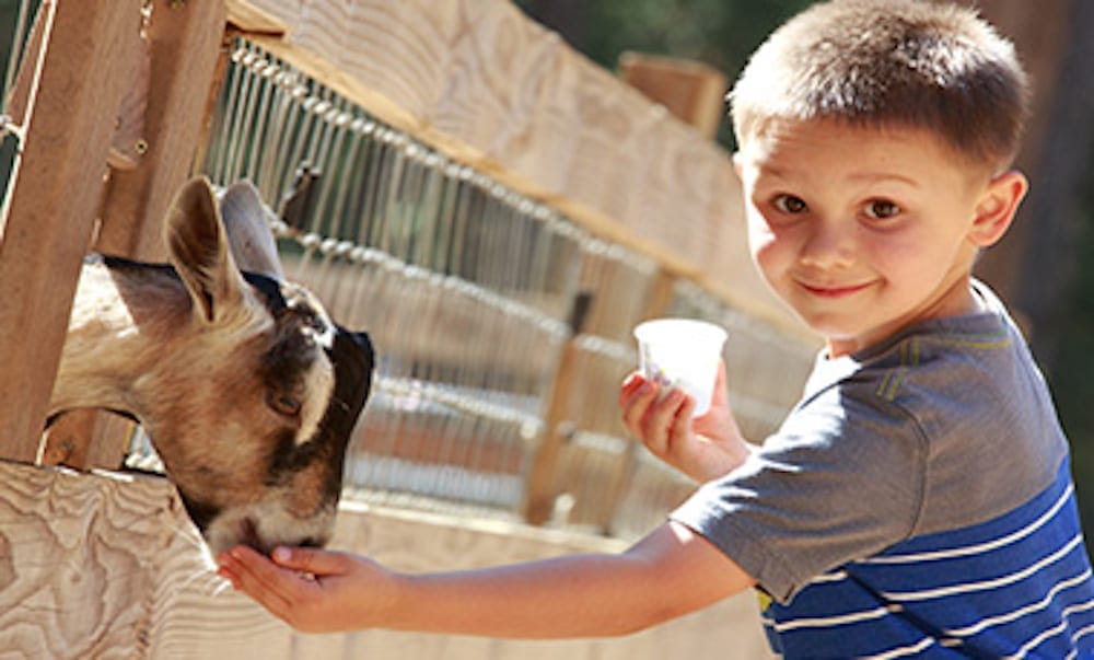 Farm Stay Gold Coast little boy feeding horse 
