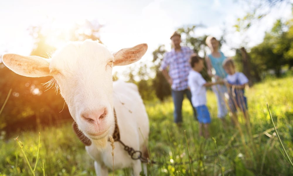 Goat and family on a farm Farm Stays Gold Coast How to turn 20 days of annual leave into 8 family holidays