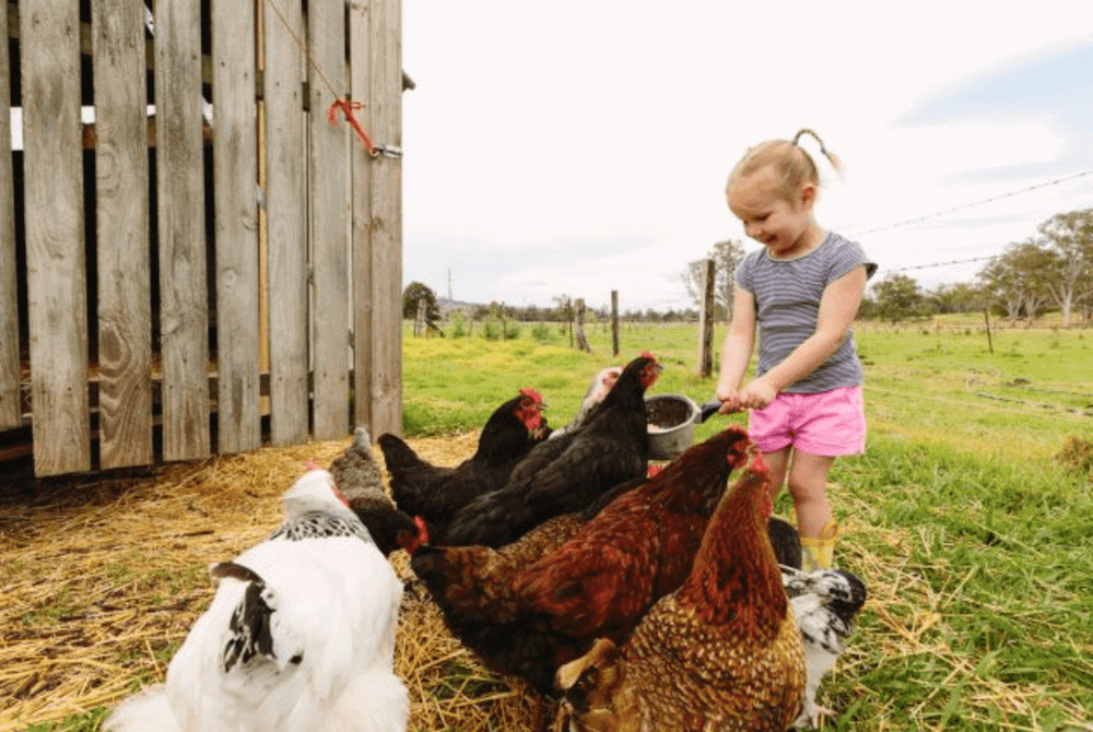 Little Girl chickens Farm Stay Tommerups