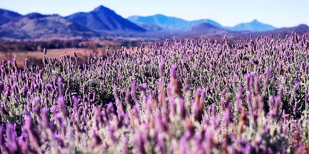 Kooroomba Valley Lavender