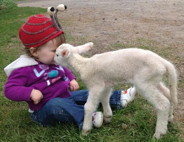 pat a LAMB at a farm visit Brisbane