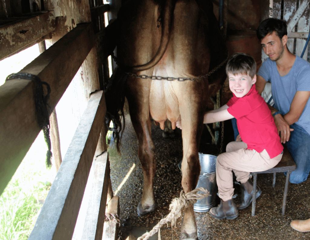 little boy milking a cow farm stay gold coast