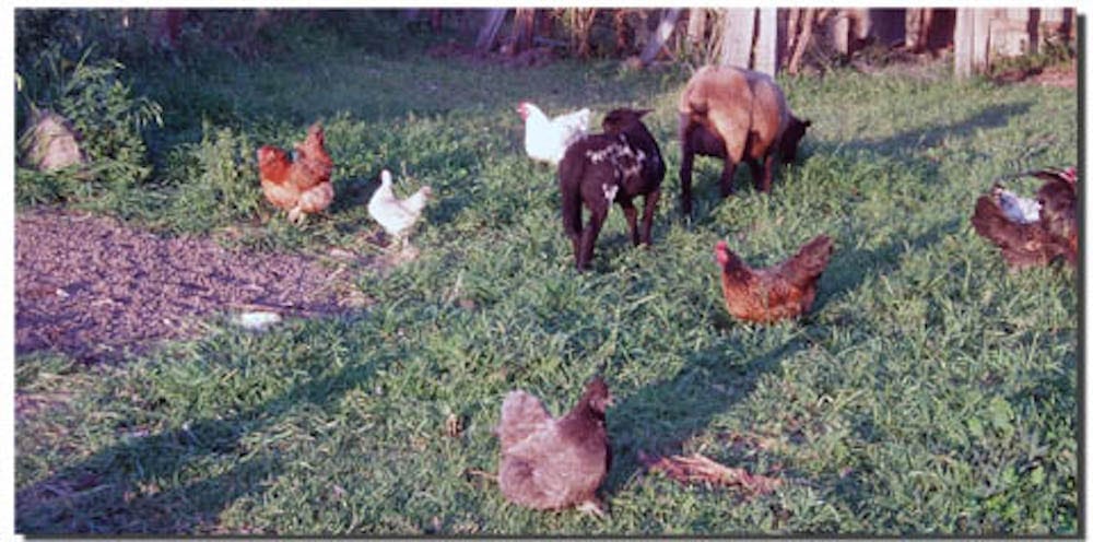 Chickens FarmStay Byron Bay